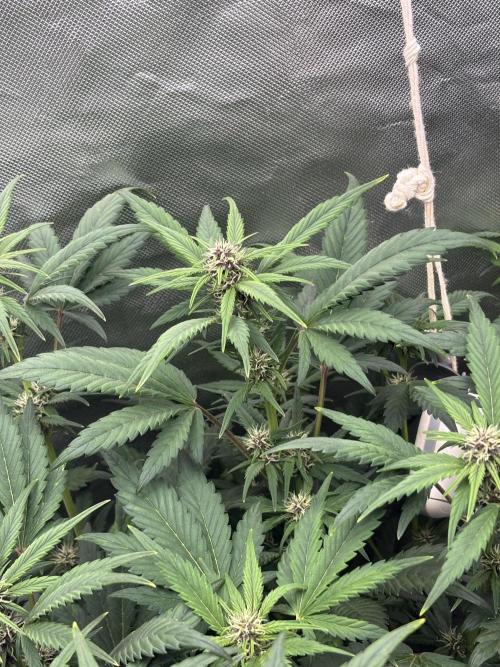 Banana purple punch auto 40L grow. Week 7 - Day 7 29.1.2026