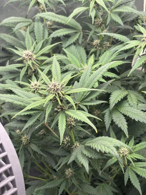 Banana purple punch auto 40L grow. Week 8 - Day 1  30.1.2026