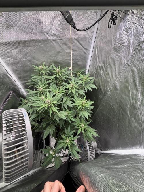 Banana purple punch auto 40L grow. Week 8 - Day 1  30.1.2026