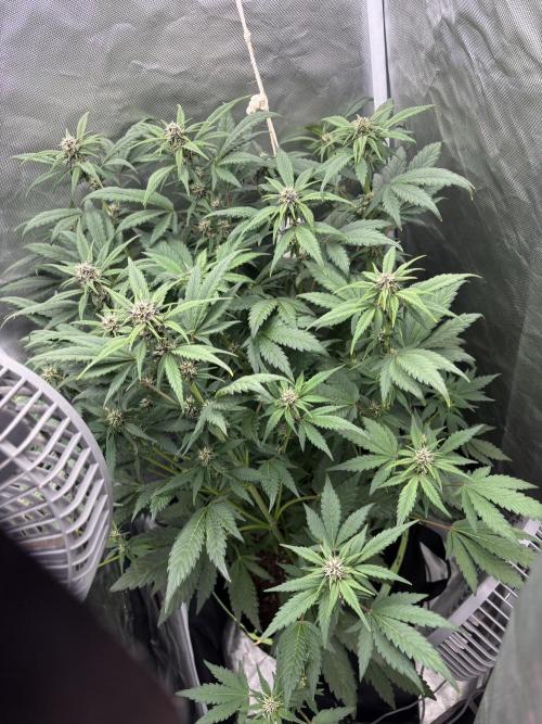 Banana purple punch auto 40L grow. Week 8 - Day 2 31.1.2026