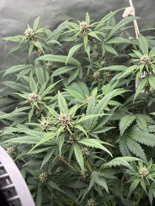 Banana purple punch auto 40L grow. Week 8 - Day 2 31.1.2026