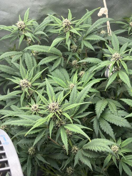 Banana purple punch auto 40L grow. Week 8 - Day 3 1.2.2026