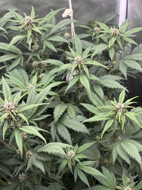 Banana purple punch auto 40L grow. Week 8 - Day 3 1.2.2026