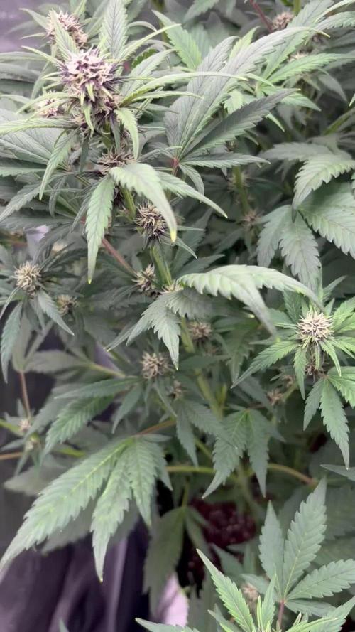 Banana purple punch auto 40L grow