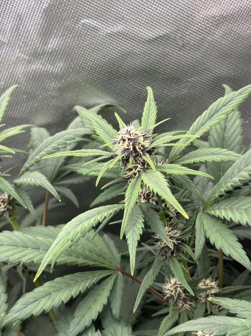 Banana purple punch auto 40L grow. Week 8 - Day 4 2.2.2026