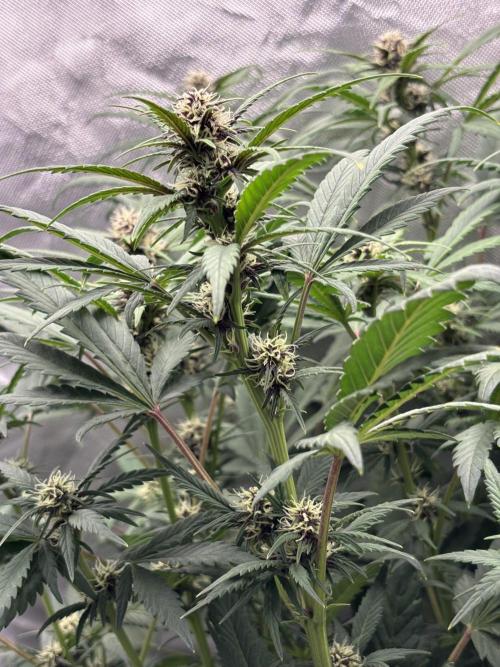 Banana purple punch auto 40L grow. Week 8 - Day 4 2.2.2026