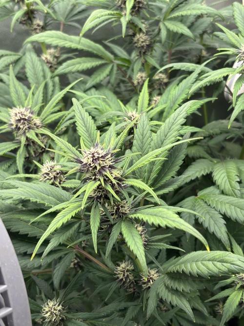 Banana purple punch auto 40L grow. Week 8 - Day 5 3.2.2026