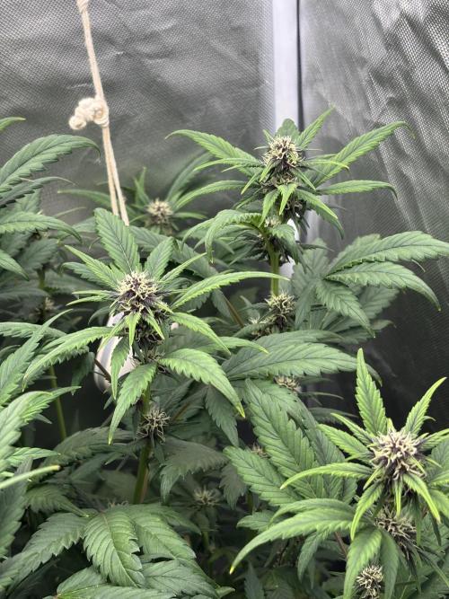 Banana purple punch auto 40L grow. Week 8 - Day 5 3.2.2026