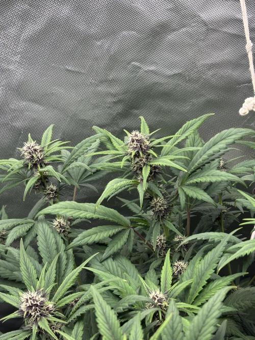 Banana purple punch auto 40L grow. Week 8 - Day 5 3.2.2026