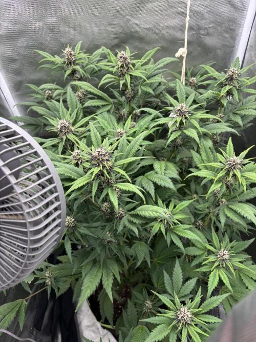 Banana purple punch auto 40L grow. Week 8 - Day 6 4.2.2026