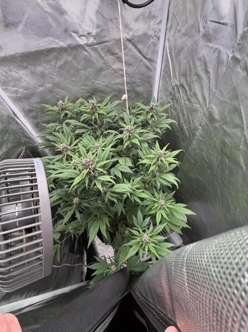 Banana purple punch auto 40L grow. Week 8 - Day 6 4.2.2026