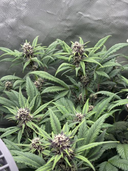 Banana purple punch auto 40L grow. Week 8 - Day 6 4.2.2026