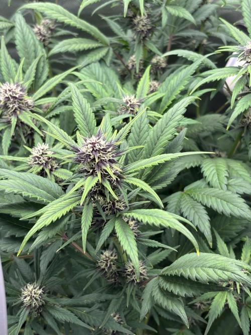 Banana purple punch auto 40L grow. Week 8 - Day 6 4.2.2026