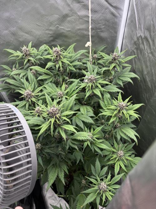 Banana purple punch auto 40L grow. Week 9 - Day 1 6.2.2026