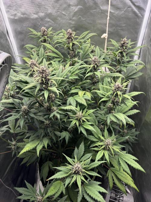 Banana purple punch auto 40L grow. Week 9 - Day 7 7.2.2026