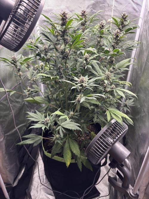 Banana purple punch auto 40L grow. Week 9 - Day 8 8.2.2026
Before lollipoopping and defoliation 