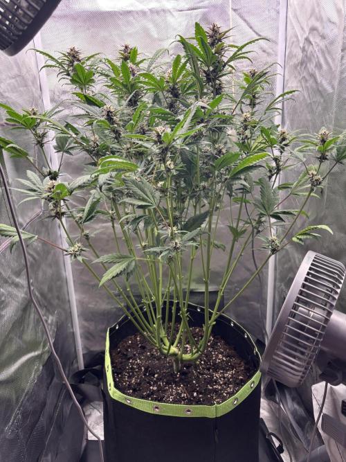 Banana purple punch auto 40L grow. Week 9 - Day 9 after some defoliation and lollipopping