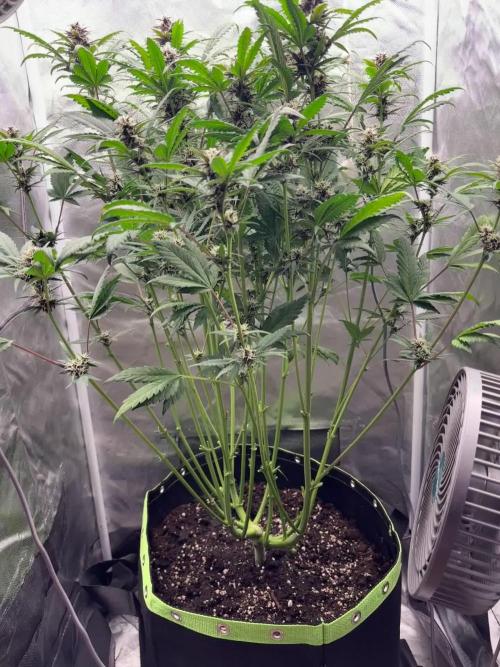 Banana purple punch auto 40L grow