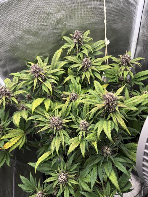 Banana purple punch auto 40L grow. Week 9 - Day 6. 11.2.2026