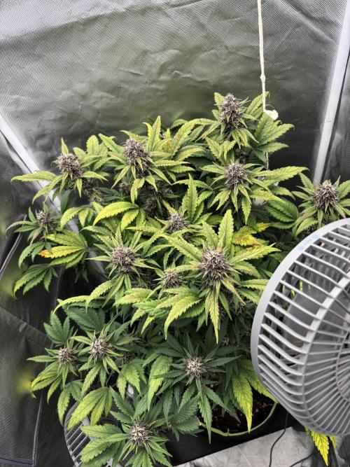 Banana purple punch auto 40L grow. Week 10 - Day 1  13.2.2026