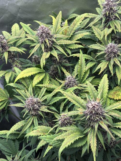 Banana purple punch auto 40L grow. Week 10 - Day 2 14.2.2026