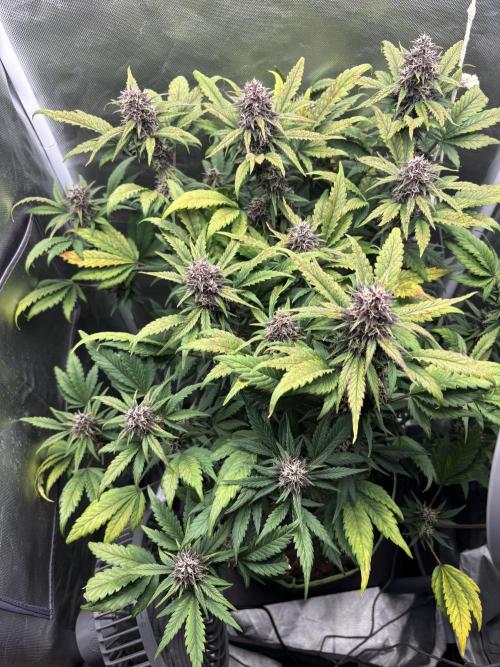 Banana purple punch auto 40L grow. Week 10 - Day 2. 14.2.2026