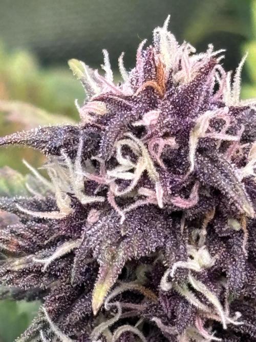 Banana purple punch auto 40L grow. Week 10