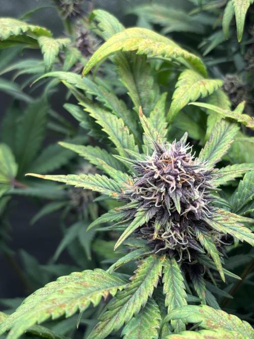 Banana purple punch auto 40L grow. Week 10