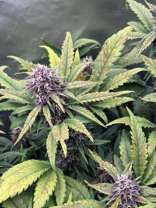 Banana purple punch auto 40L grow. Week 10