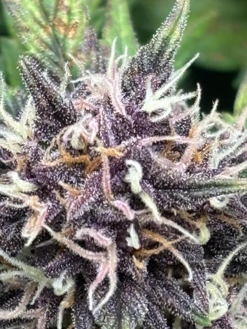 Banana purple punch auto 40L grow. Week 10