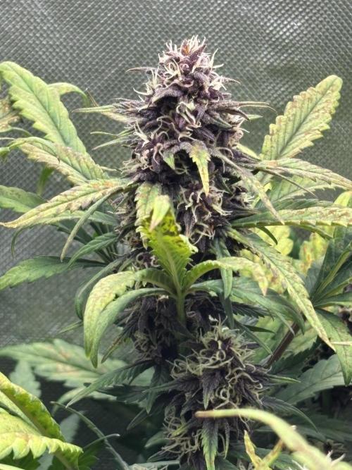 Banana purple punch auto 40L grow. Week 10