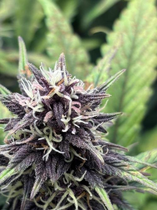 Banana purple punch auto 40L grow. Week 10