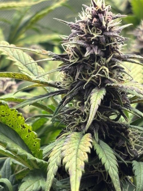 Banana purple punch auto 40L grow. Week 10