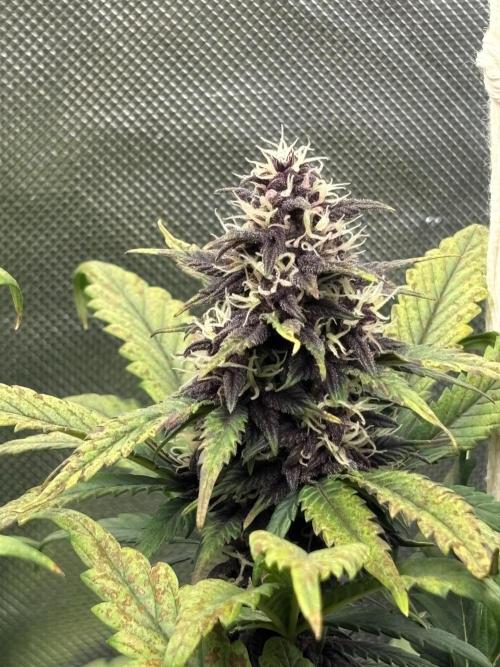 Banana purple punch auto 40L grow. Week 10