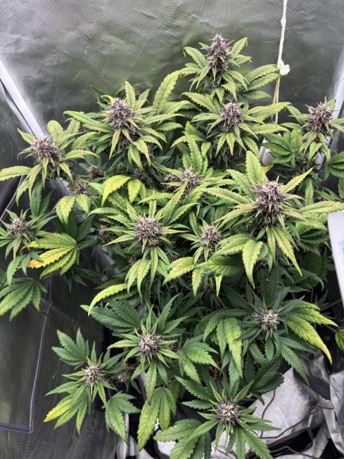 Banana purple punch auto 40L grow. Week 10 - Day 3