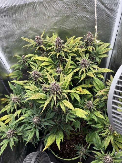 Banana purple punch auto 40L grow. Week 10 - Day 4 16.12.2026