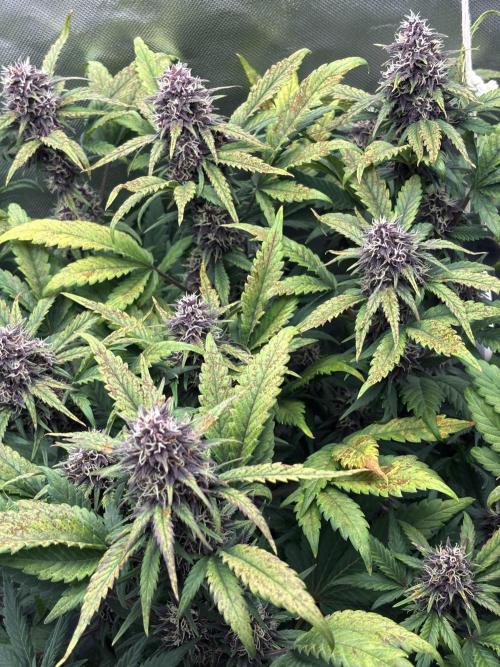 Banana purple punch auto 40L grow. Week 10 - Day 4