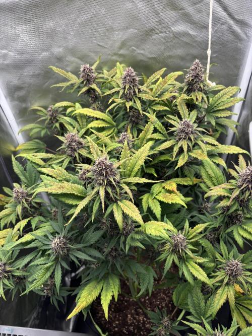 Banana purple punch auto 40L grow. Week 10 - Day 5 17.2.2026