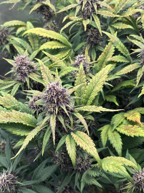 Banana purple punch auto 40L grow. Week 10 - Day 5 17.2.2026