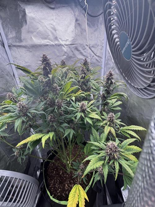 Banana purple punch auto 40L grow. Week 10 - Day 5 17.2.2026