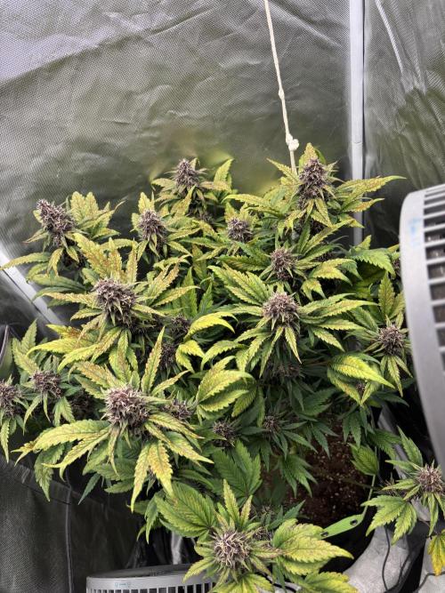 Banana purple punch auto 40L grow. Week 11 - Day 1 20.2