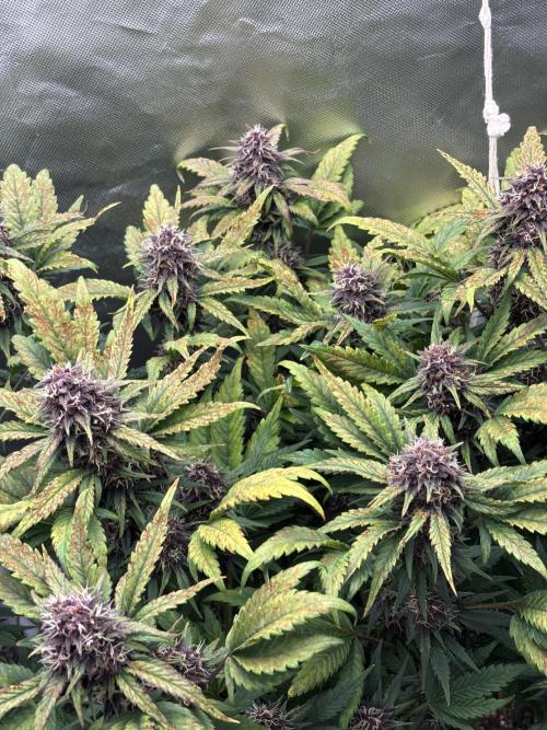 Banana purple punch auto 40L grow. Week 11 - Day 1 