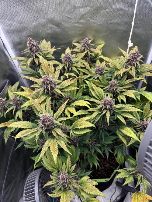 Banana purple punch auto 40L grow. Week 11 - Day 3 22.2.2026