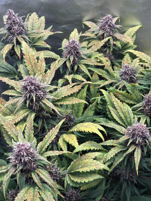 Banana purple punch auto 40L grow. Week 11 - Day 3 