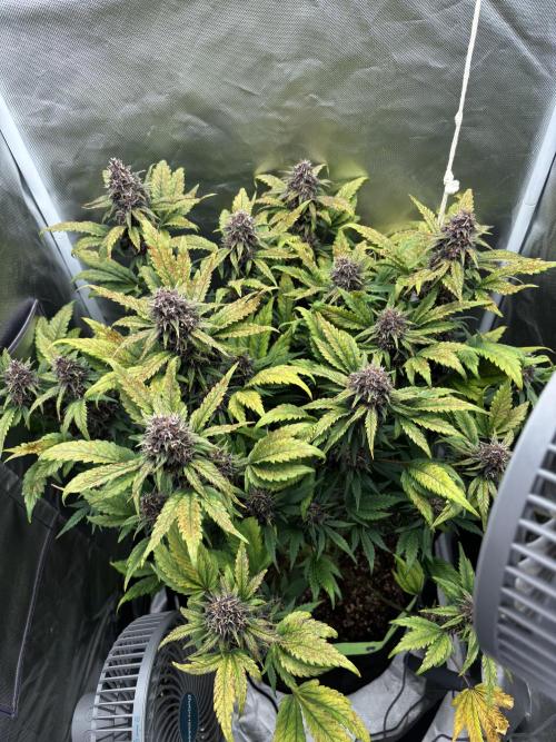 Banana purple punch auto 40L grow. Week 11 - Day  4. 23.2.2026