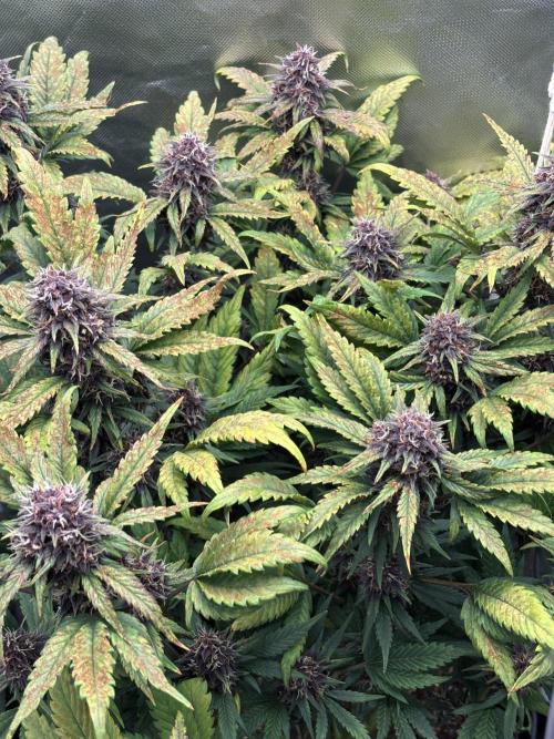 Banana purple punch auto 40L grow. Week 11 - Day 4