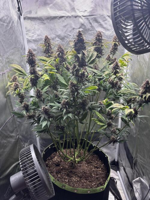 Banana purple punch auto 40L grow. Week 11 - Day 6 25.2.2026