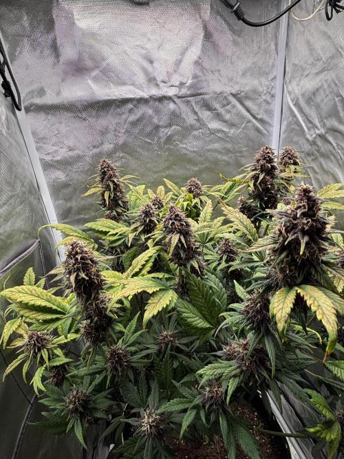 Banana purple punch auto 40L grow. Week 11 - Day 6 25.2.2026