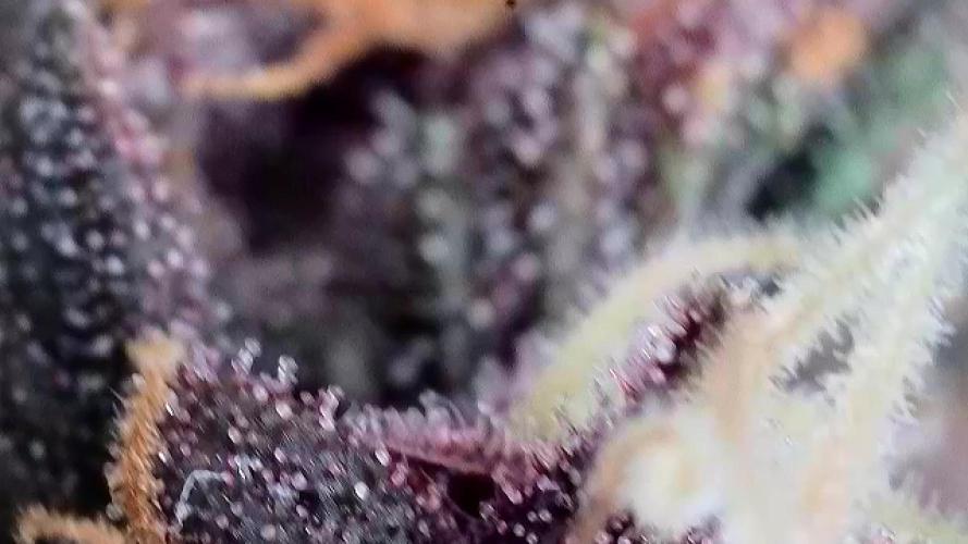 Banana purple punch auto 40L grow. Week 11 - Some trichomes pictures 