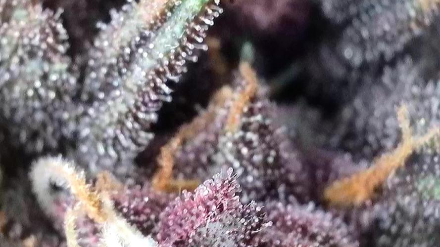 Banana purple punch auto 40L grow. Week 11
